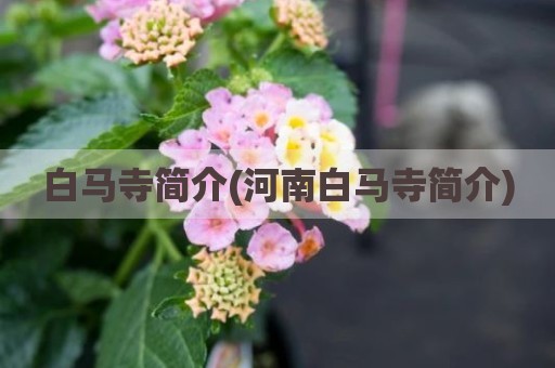 白马寺简介(河南白马寺简介)