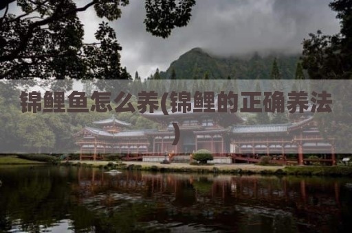 锦鲤鱼怎么养(锦鲤的正确养法)