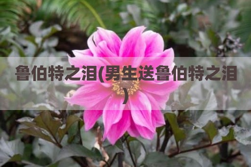 鲁伯特之泪(男生送鲁伯特之泪)