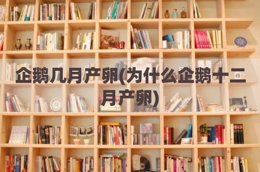 企鹅几月产卵(为什么企鹅十二月产卵)