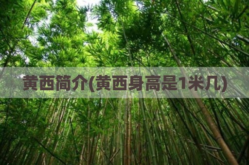 黄西简介(黄西身高是1米几)