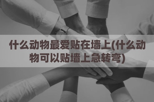 什么动物最爱贴在墙上(什么动物可以贴墙上急转弯)