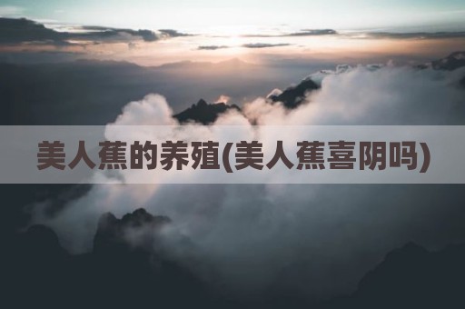 美人蕉的养殖(美人蕉喜阴吗)