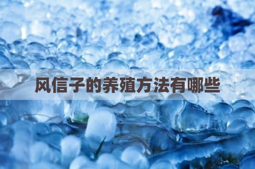 风信子的养殖方法有哪些