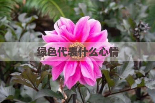 绿色代表什么心情