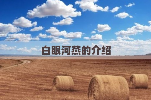 白眼河燕的介绍