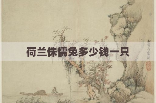 荷兰侏儒兔多少钱一只